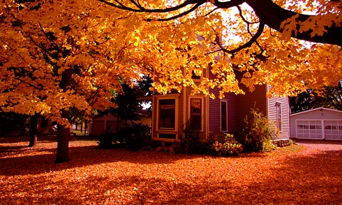 Golden Maple Tree over leaf-coated ground