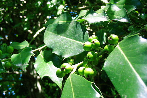English (European) Holly berries closeup