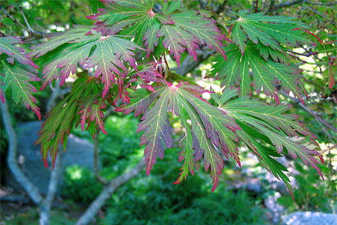 Fullmoon Maple leaves closeup