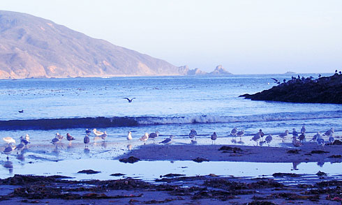 Dozens of Seagulls feeding on the beach