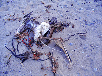 Dried-up remains of a Pelican on the beach