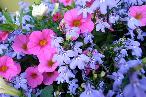 Periwinkle and Pink flowers