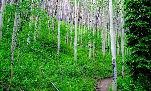 Green Path through a big patch of Birch Trees Very Green Path through a big patch of Birch Trees