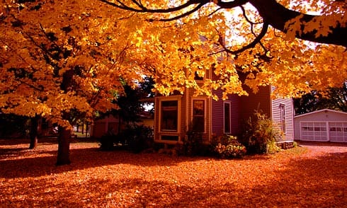 Golden Tree over leaf-coated ground Golden Maple Tree over leaf-coated ground