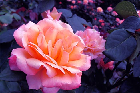 Gorgeous Pink & Orange rose closeup Gorgeous Pink & Orange rose closeup