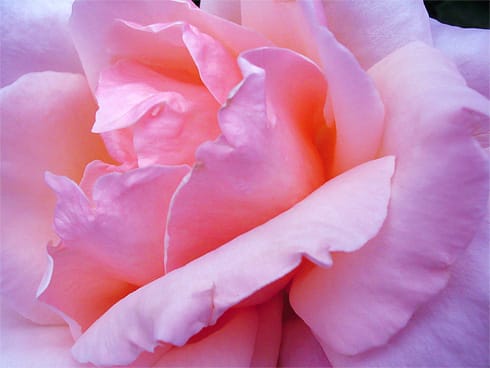 Delicate Pink Rose closeup Delicate Pink Rose closeup