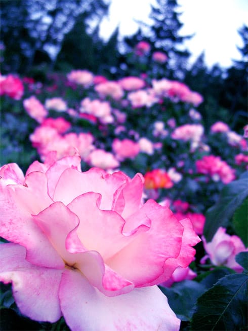 Pink & White Wavey Rose Blooms Pink & White Wavey Rose Blooms