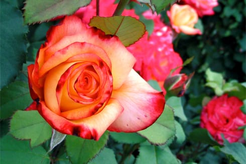 Award-winning Rainbow Sorbet Rose Award-winning Rainbow Sorbet Rose