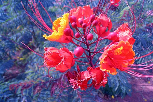 Yellow & Red Desert flowers Yellow & Red Desert flowers
