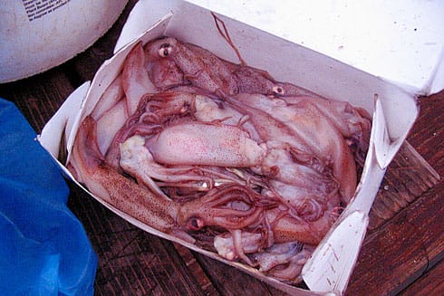 Pile of Pink Squid in a box Pile of Pink Squid in a box