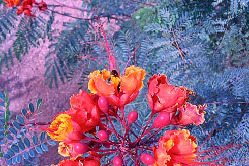 Bee in Orange Desert flower Bee in Orange Desert flower