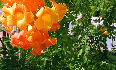 Orange desert blooms and green leaves Orange desert blooms and green leaves