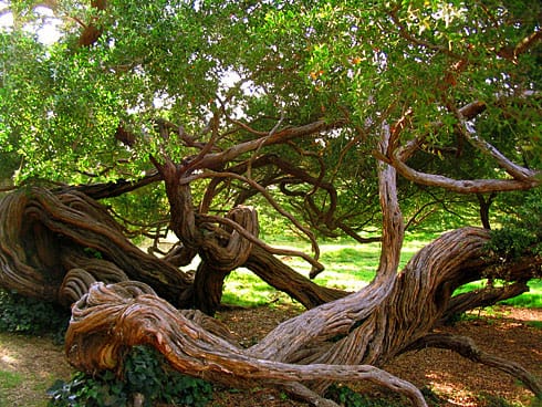 Twisting Trees by green field Twisting Trees by green field