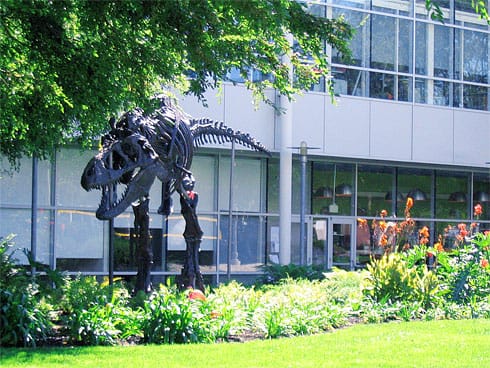 T-Rex skeleton on Google Campus (front) T-Rex skeleton on Google Campus (front)