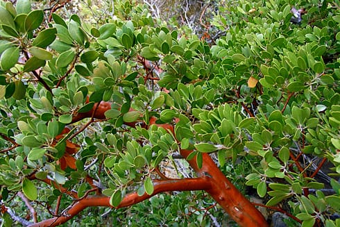 Little Green Leaves n Red bark closeup Little Green Leaves n Red bark closeup