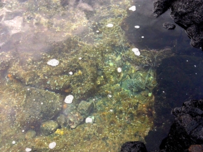 Freaky Mysterious Sea Creature
