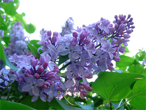 Lilac Blooms and Leaves