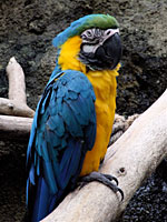 Stare of the Macaw
