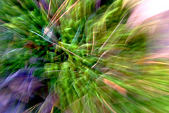 Green Grass blurs away