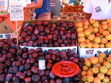 Baskets of Purple Pluots and free samples
