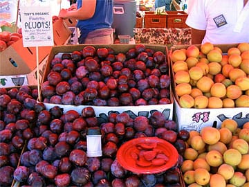 Baskets of Purple Pluots and free samples