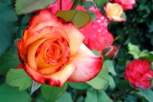 Award-winning Rainbow Sorbet Rose