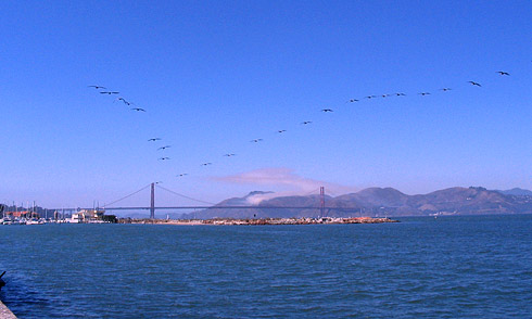 Two Dozen birds flying in formation above San Francisco Bay