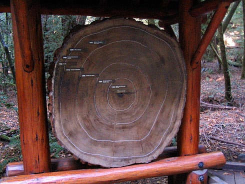 Cross-section of Redwood showing its age