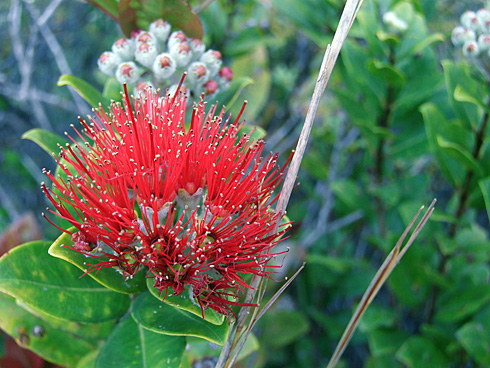 Radiant Red Hawaiian Flower