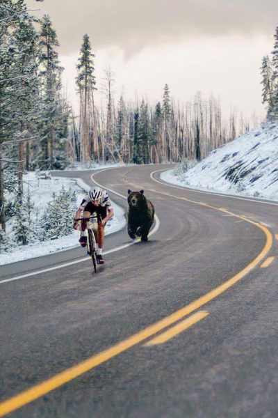Bear chasing a biker