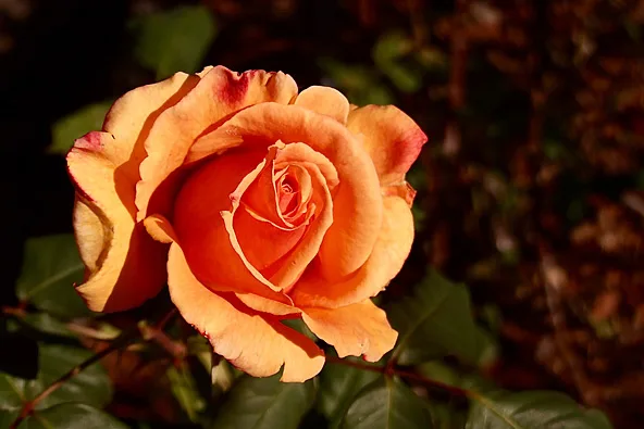 Tahitian Sunset Rose