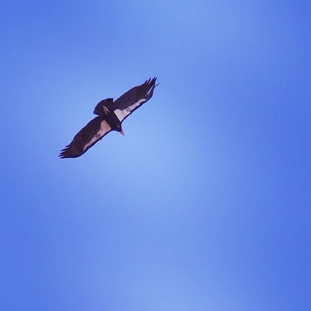 California Condor soars over us at Pinnacles National Park