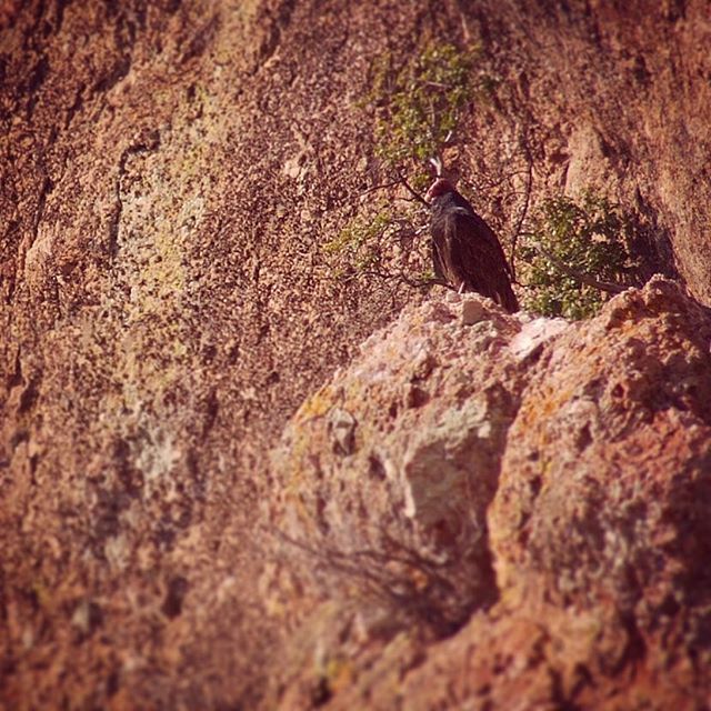 Turkey Vulture perched in Pinnacles National Park