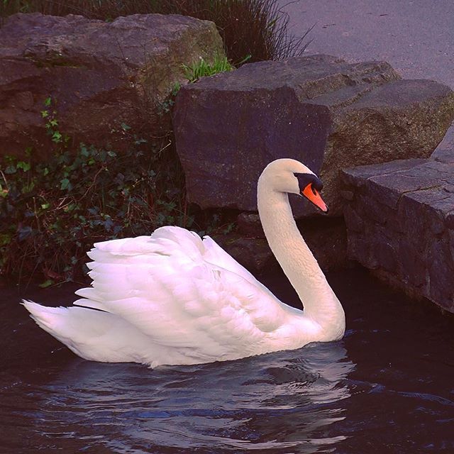 The VERY Friendly Mute Swan at the Palace of Fine Arts