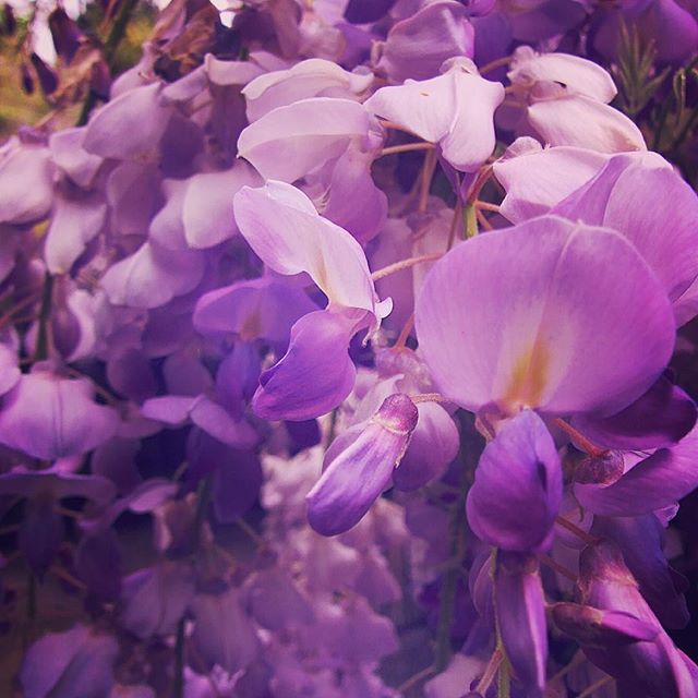 Wisteria Flowers in full Spring Bloom