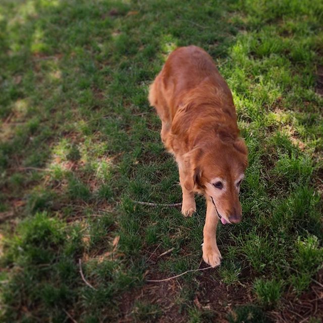 Sweet Golden Retriever at Mission Delores Park