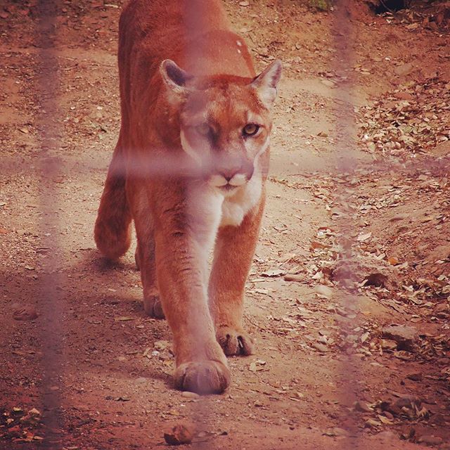 Mountain Lion looking right through me at Folsom City Zoo Sanctuary