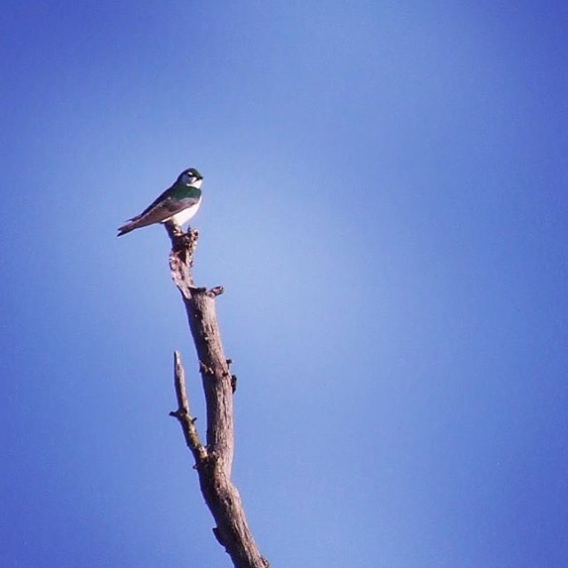 Violet Green Swallow seen hiking at Marshall Gold Discovery SHP
