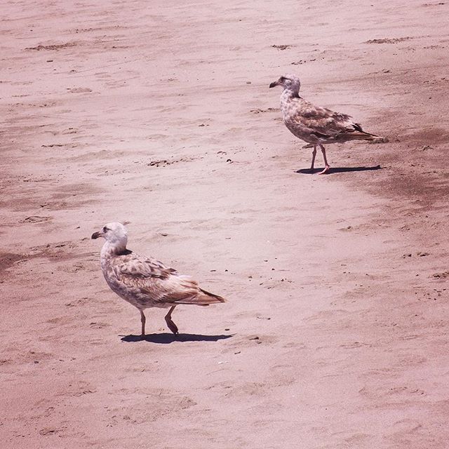 Two Western Gulls on Stinson Beach