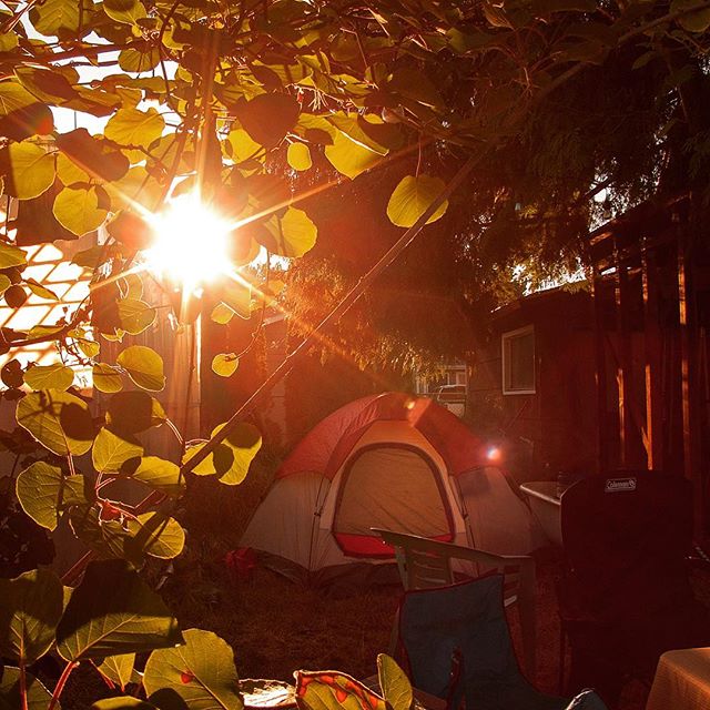 Sun rising behind green leaves and tent - Great American Eclipse