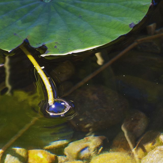 Tiny bubbles coming out of lotus vine (Lan Su Chinese Garden)