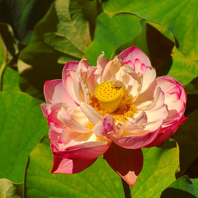 Vibrant yet Odd blooms at Lan Su Chinese Garden