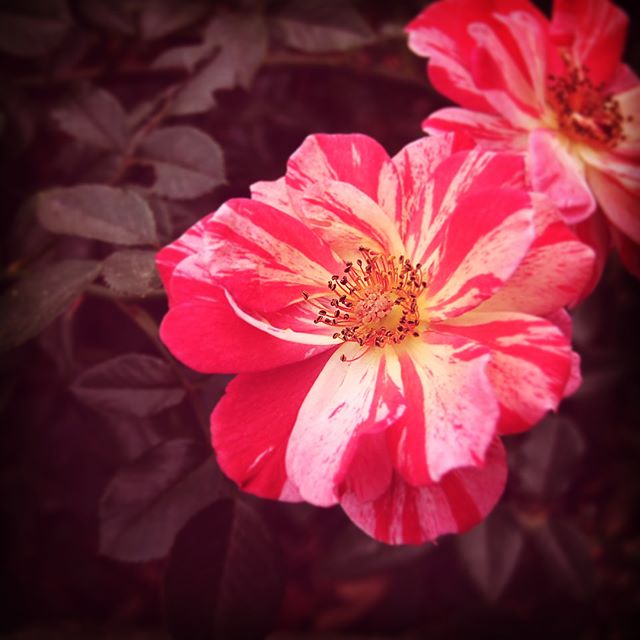 DREAMY Striped Delight Rose at International Rose Test Garden Portland