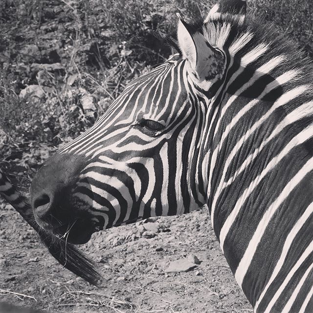 Zebra head closeup (Timbavati Zoo)
