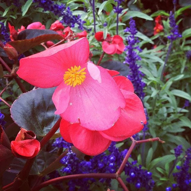 Blooms in Olbrich Botanical Garden