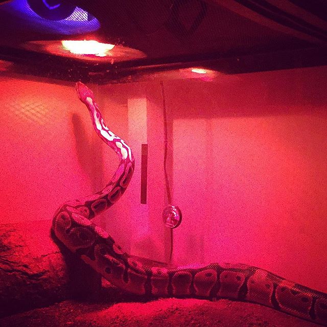 Cute Ball Python under red heat lamp