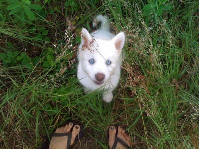 Blue-eyed White Wolf Pup Nico