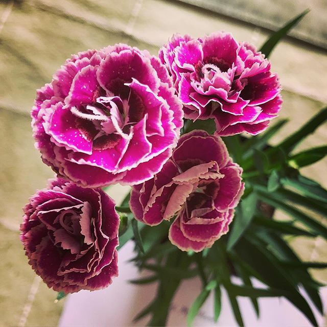 Saying Happy Mother's Day with Purple Carnations
