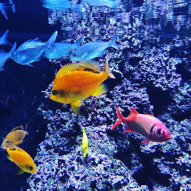 Fish in an aquarium in Hilo Hawaii