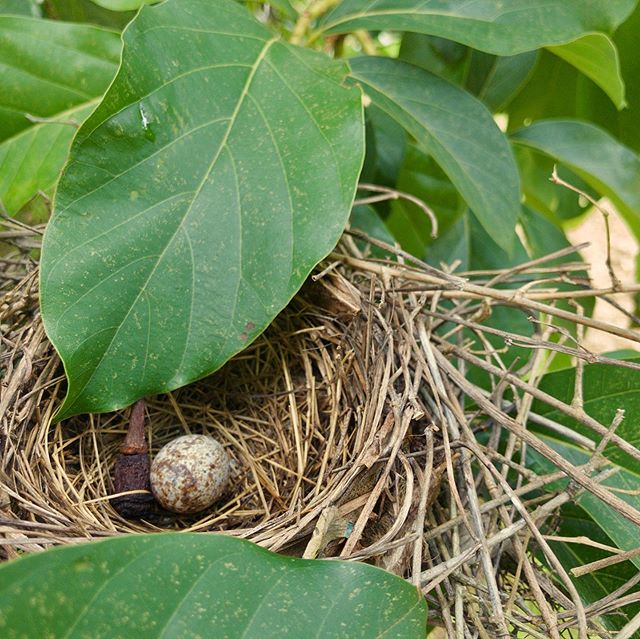 Cardinal Egg in an Avocado Tree